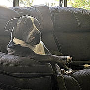 Greyson is registered to the contest to win money with this photo: dog, sofa, indoor, relaxed, black_and_white, window, couch, pet, paw, fur, armrest, daylight, home, animal, resting, comfortable, quiet, leisure, living_room, domestic