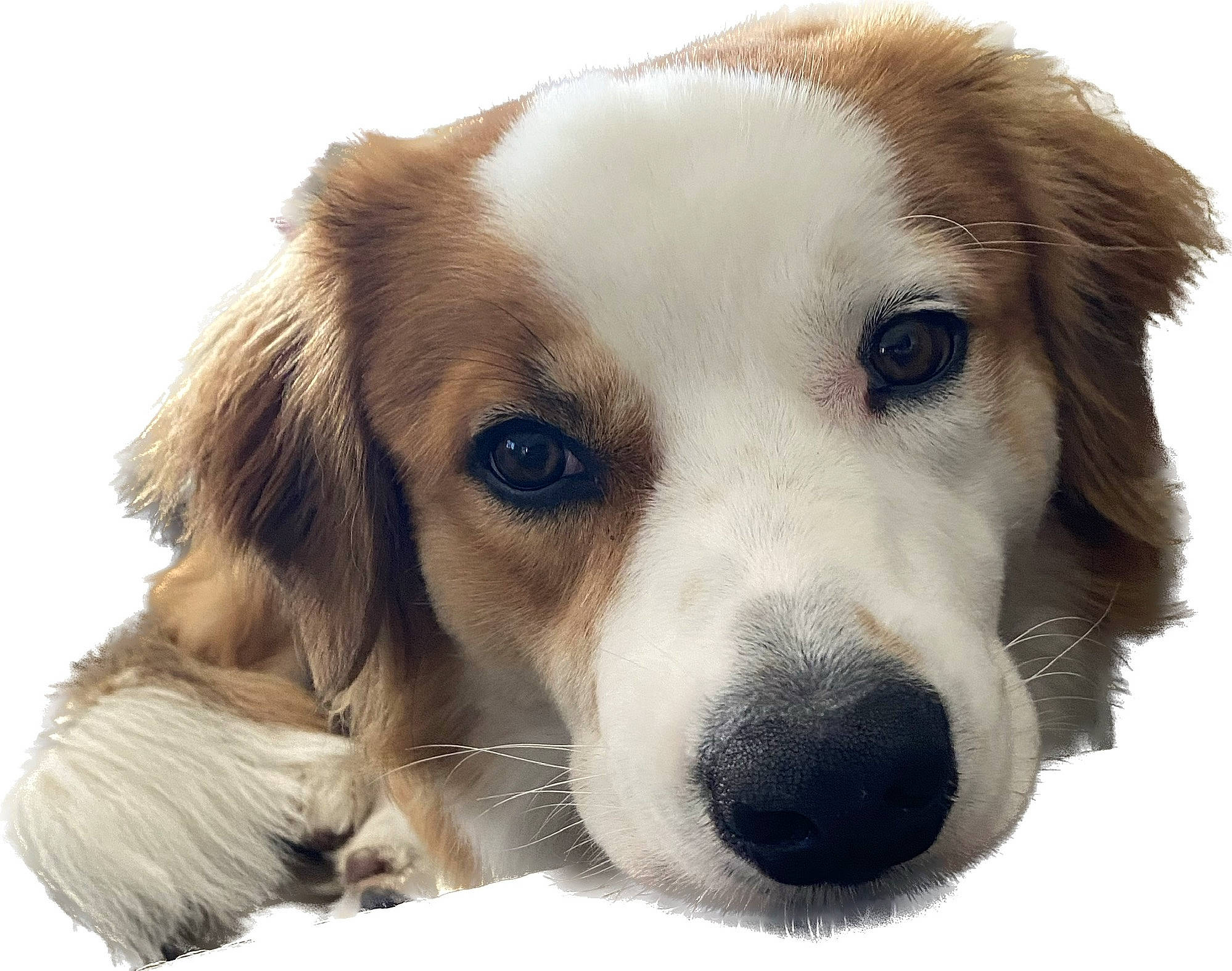 Chief joined the competition — help win amazing prizes! bored, canidae, carnivore, collar, companion_dog, dog, dog_breed, ear, fur, snout, snow, sporting_group, terrestrial_animal, whiskers, working_dog