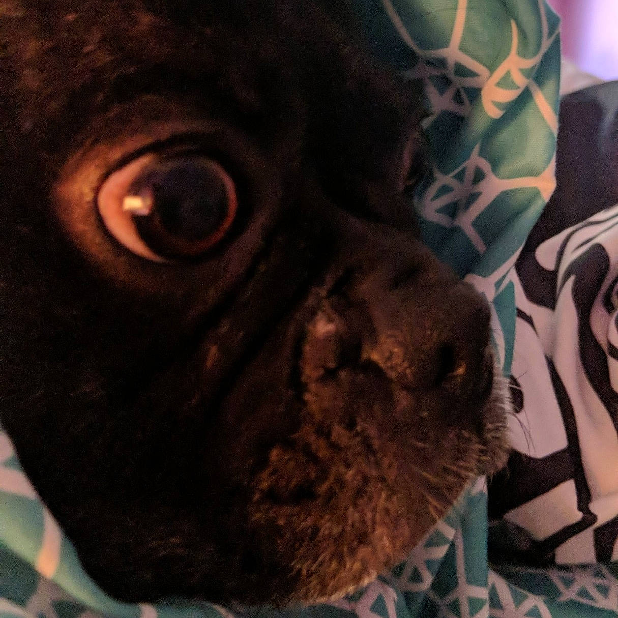 Rusty joined the competition — help win amazing prizes! canidae, close_up, ear, eye, fawn, head, mask, non_sporting_group, nose, pug, snout, sporting_group, wrinkle