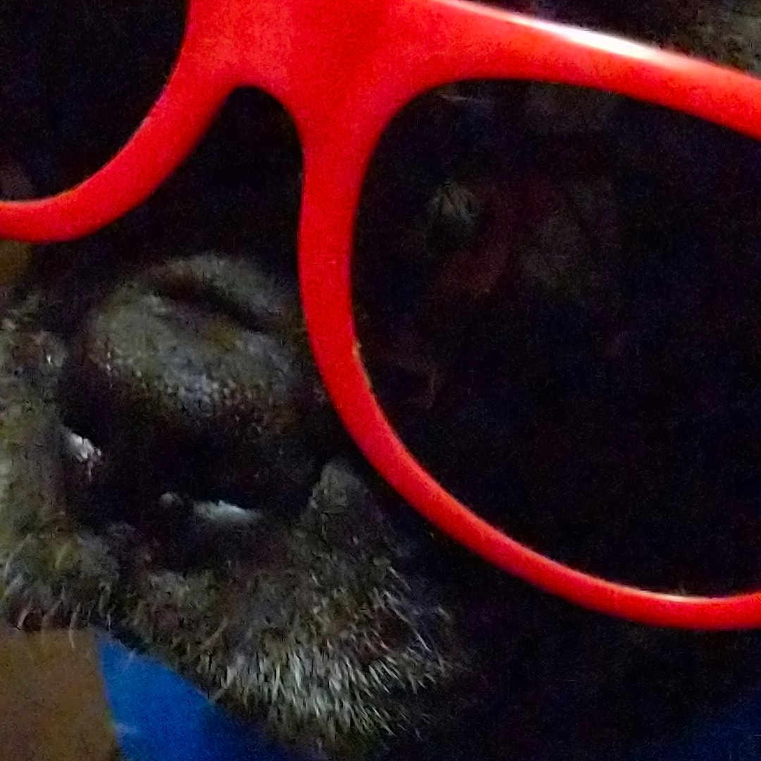 Rusty joined the competition — help win amazing prizes! eyewear, glasses, nose, snout, sunglasses, vision_care