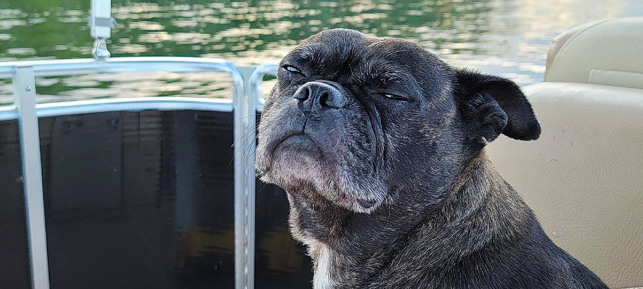 Rusty joined the competition — help win amazing prizes! bulldog, canidae, carnivore, close_up, collar, companion_dog, dog, dog_breed, dog_collar, eye, fawn, grass, molosser, pug, sporting_group, toy_dog, water, whiskers, working_animal, wrinkle