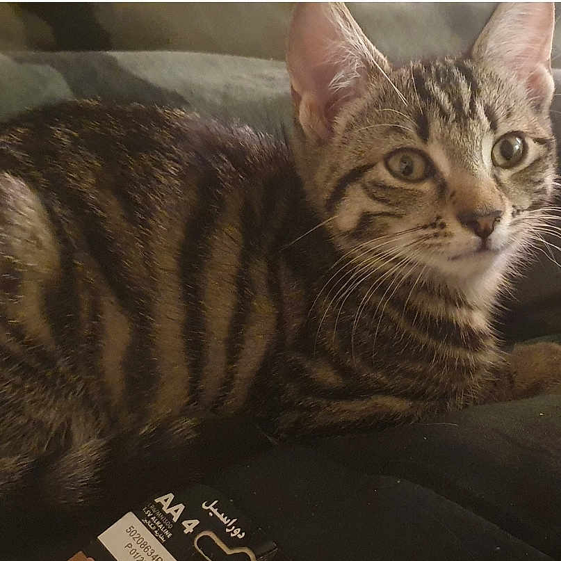 Oreo joined the competition — help win amazing prizes! animal, cat, closeup, cozy, curious, cute, domestic, ears, eyes, feline, fur, indoor, kitten, lying, pet, resting, striped, tabby, whiskers, young