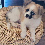 Athos participe au concours pour gagner de l'argent avec cette photo : puppy, dog, pet, cute, fluffy, indoor, woven_cushion, floor, brown, white, black_markings, sitting, young, small, animal, domestic, relaxed, looking, cozy, furniture