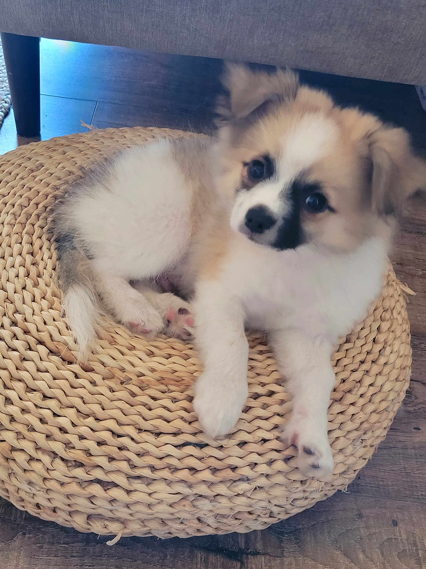 Athos participe au concours pour gagner de l'argent avec cette photo : puppy, dog, pet, cute, fluffy, indoor, woven_cushion, floor, brown, white, black_markings, sitting, young, small, animal, domestic, relaxed, looking, cozy, furniture