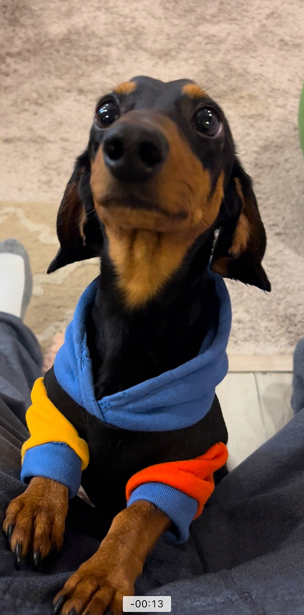 Stainchie joined the competition — help win amazing prizes! canidae, carnivore, collar, companion_dog, dog, dog_breed, dog_collar, dog_supply, electric_blue, fur, head_restraint, hunting_dog, liver, pet_supply, snout, sporting_group, working_animal, working_dog