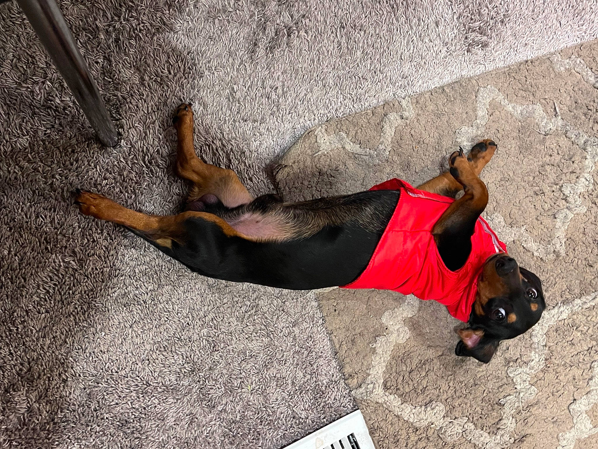 Stainchie joined the competition — help win amazing prizes! adventure, asphalt, canidae, carmine, concrete, flooring, foot, fun, human_leg, knee, landscape, leg, leisure, recreation, road_surface, shadow, sidewalk, sitting, street, thigh