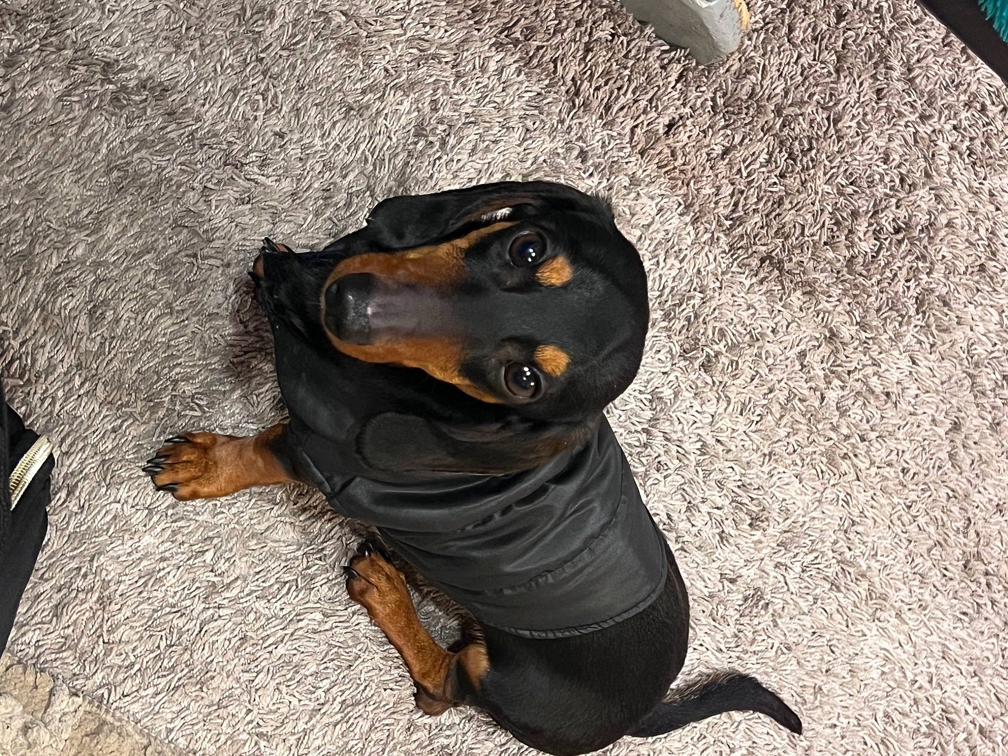 Stainchie is registered to the contest to win money with this photo: canidae, carnivore, companion_dog, dog, dog_breed, guard_dog, hellenikos_ichnilatis, hound, hunting_dog, montenegrin_mountain_hound, pinscher, snout, sporting_group, terrestrial_animal, working_animal, working_dog