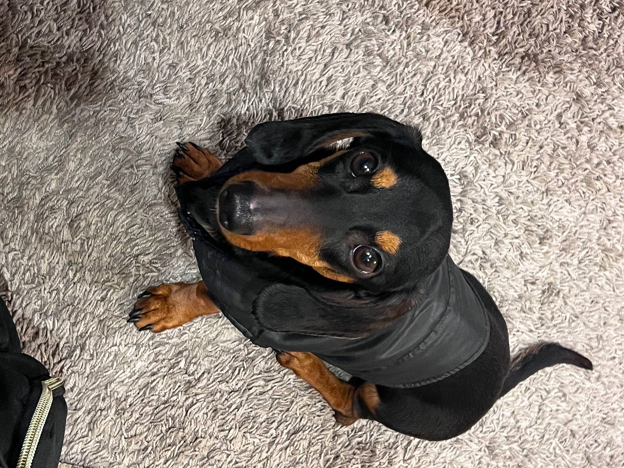 Stainchie joined the competition — help win amazing prizes! bag, canidae, carnivore, companion_dog, dog, dog_breed, guard_dog, hound, hunting_dog, lithuanian_hound, luggage_and_bags, snout, sporting_group, terrestrial_animal, working_animal, working_dog