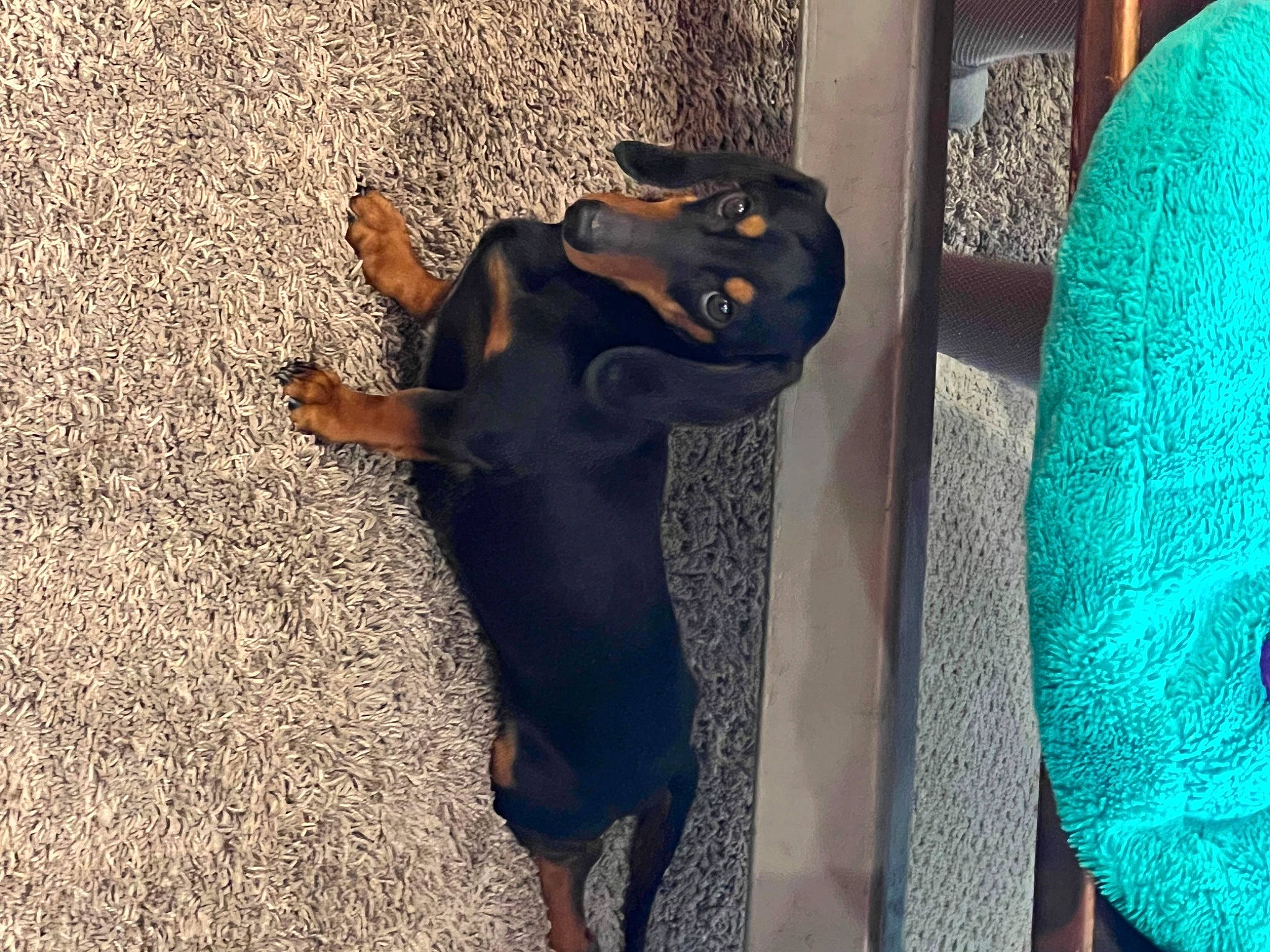 Stainchie joined the competition — help win amazing prizes! canidae, carnivore, companion_dog, dog, dog_breed, electric_blue, fashion_accessory, fawn, fur, grey, guard_dog, paw, pinscher, snout, sporting_group, tail, terrestrial_animal, visual_arts, whiskers, working_animal