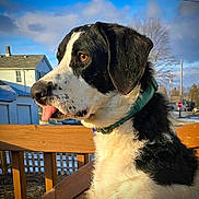 Winslow is registered to the contest to win money with this photo: dog, black_and_white, tongue_out, collar, bench, wood, outdoor, suburban, house, sky, cloud, tree, daylight, pet, canine, fence, playful, animal, nature, portrait