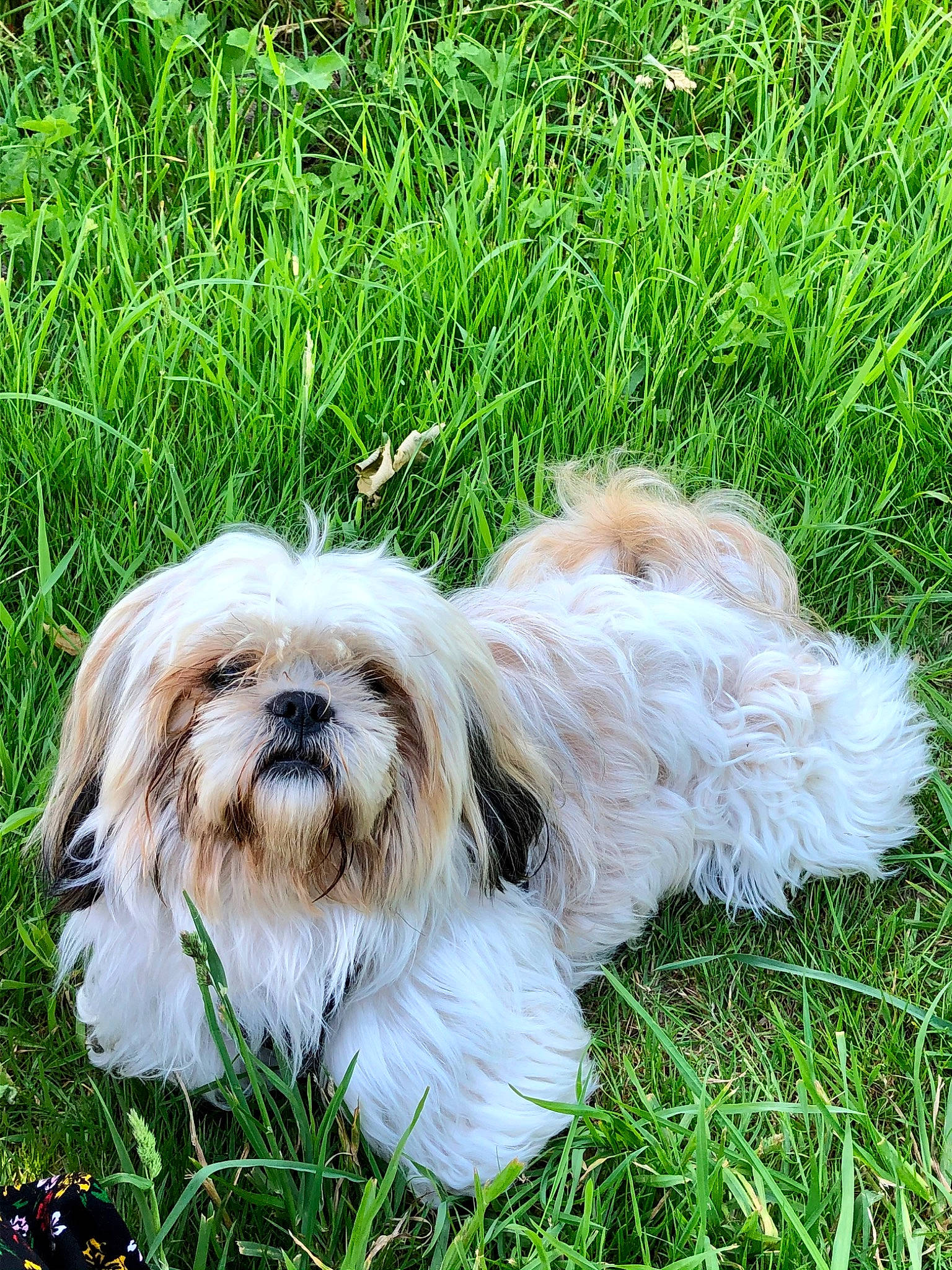 Simba a rejoint le concours — aidez-le/la à gagner de superbes lots ! canidae, carnivore, companion_dog, dog, dog_breed, fur, grass, green, groundcover, liver, mal_shi, plant, shih_tzu, snout, sporting_group, terrestrial_animal, terrier, toy_dog, water_dog, working_animal