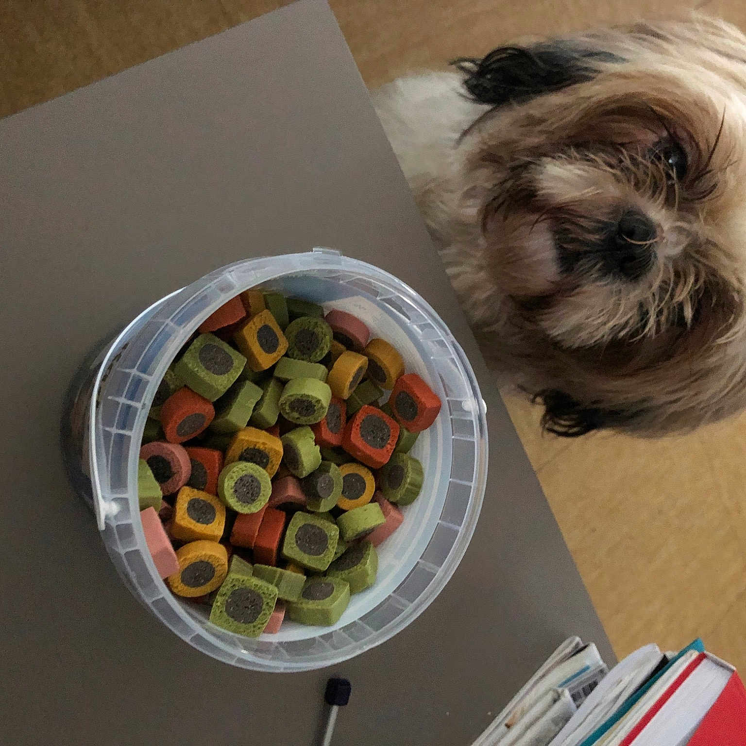 Simba a rejoint le concours — aidez-le/la à gagner de superbes lots ! carnivore, companion_dog, cuisine, dish, dog, dog_breed, food, fruit, fruit_salad, hardy_kiwi, ingredient, liver, natural_foods, plant, produce, recipe, shih_tzu, superfood, tableware, toy_dog