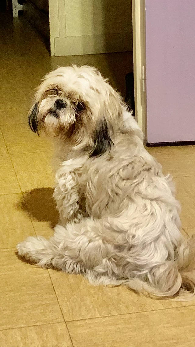 Simba a rejoint le concours — aidez-le/la à gagner de superbes lots ! canidae, carnivore, companion_dog, dog, dog_breed, flooring, fur, liver, maltepoo, shih_poo, shih_tzu, small_terrier, snout, sporting_group, tail, terrestrial_animal, terrier, toy_dog, water_dog, working_animal