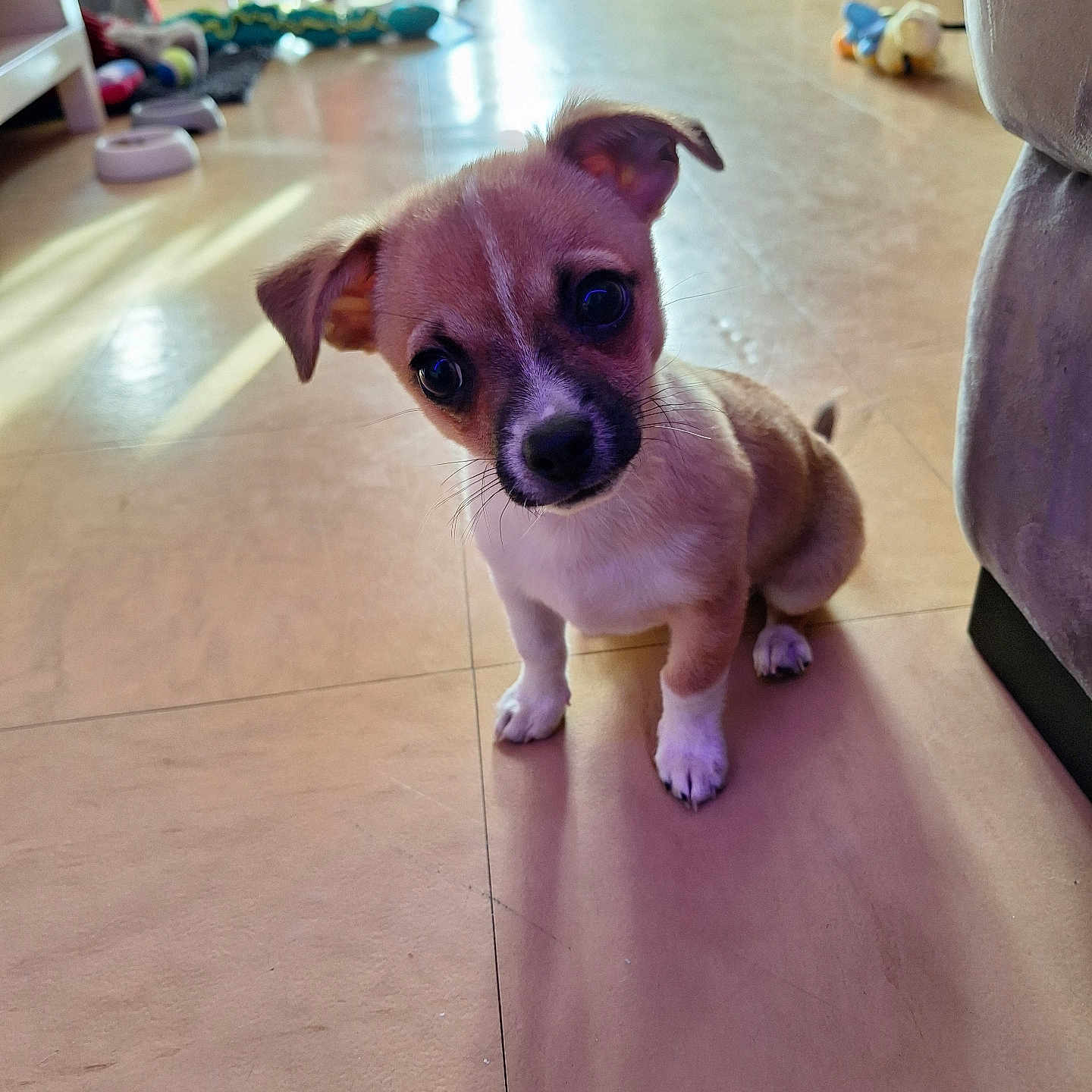 Loky a rejoint le concours — aidez-le/la à gagner de superbes lots ! puppy, dog, pet, indoor, floor, toys, curious, small, cute, animal, brown, white, ears, face, looking, head_tilt, furniture, home, floor_tiles, domestic