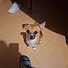Loky a rejoint le concours — aidez-le/la à gagner de superbes lots ! dog, small_dog, indoor, tile_floor, footwear, slipper, sneaker, pet, looking_up, brown_dog, white_paws, shadow, person, floor, cute, pet_animal, domestic_animal, one_ear_up, waiting, companion