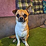 Loki participe au concours pour gagner de l'argent avec cette photo : dog, small_dog, pet, indoor, couch, green_couch, plaid_cushion, brown_dog, white_fur, short_fur, ears_up, looking_at_camera, sitting, household, cozy, domestic, animal, companion, cute, alert