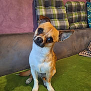 Loki participe au concours pour gagner de l'argent avec cette photo : dog, small_dog, pet, curious, head_tilt, indoor, couch, cushion, plaid_pattern, green_surface, brown_fur, white_fur, ears, sitting, looking_at_camera, cozy, home, portrait, animal, cute