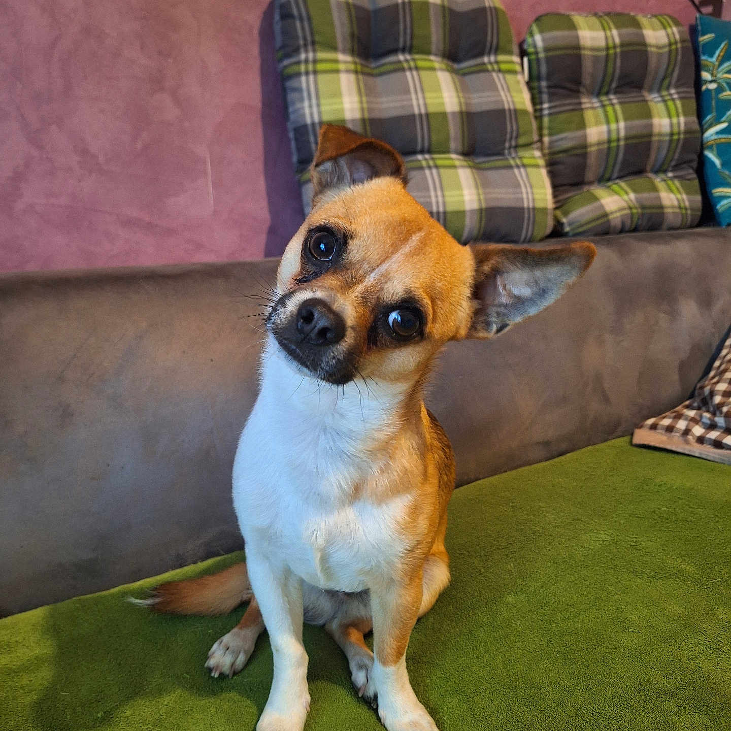 Loki participe au concours pour gagner de l'argent avec cette photo : dog, small_dog, pet, curious, head_tilt, indoor, couch, cushion, plaid_pattern, green_surface, brown_fur, white_fur, ears, sitting, looking_at_camera, cozy, home, portrait, animal, cute