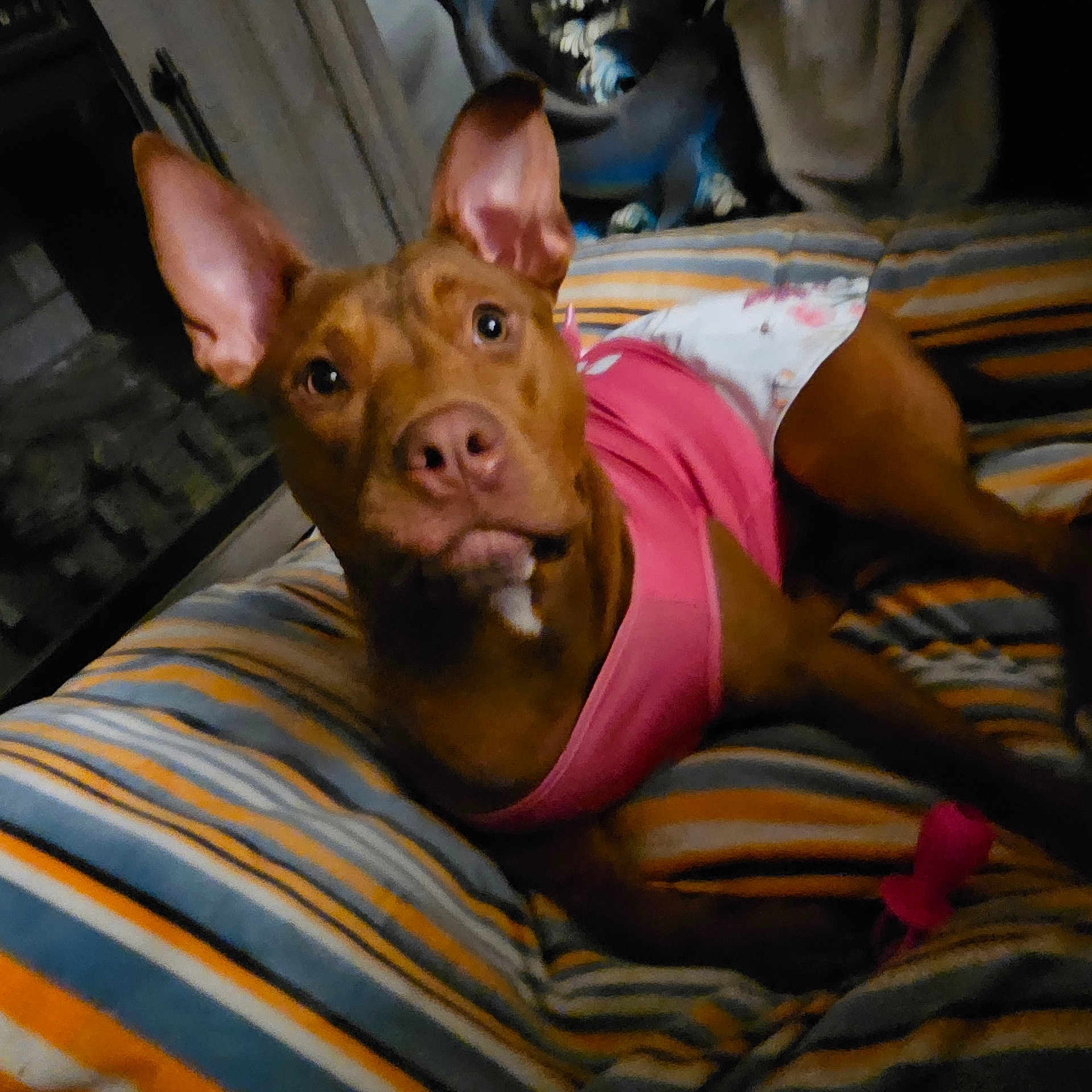 Ginger joined the competition — help win amazing prizes! animal, bed, bedroom, bulldog, canine, clothing, cushion, dog, face, furniture, head, homedecor, hound, indoors, person, pet, pitbull, puppy, room, shorts