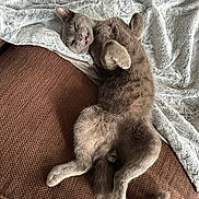 Dougie joined the competition — help win amazing prizes! cat, gray_cat, pet, feline, lying_down, couch, blanket, fur, relaxed, indoor, cozy, cute, playful, animal, whiskers, paw, tail, soft_texture, sleepy, teeth