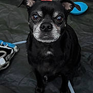 Kuro is registered to the contest to win money with this photo: dog, black_dog, small_dog, pet, animal, portrait, closeup, sitting, indoors, dark_fur, tan_markings, gray_muzzle, floppy_ears, large_eyes, nose, paws, toy, blue_toy, pet_bed, human_leg