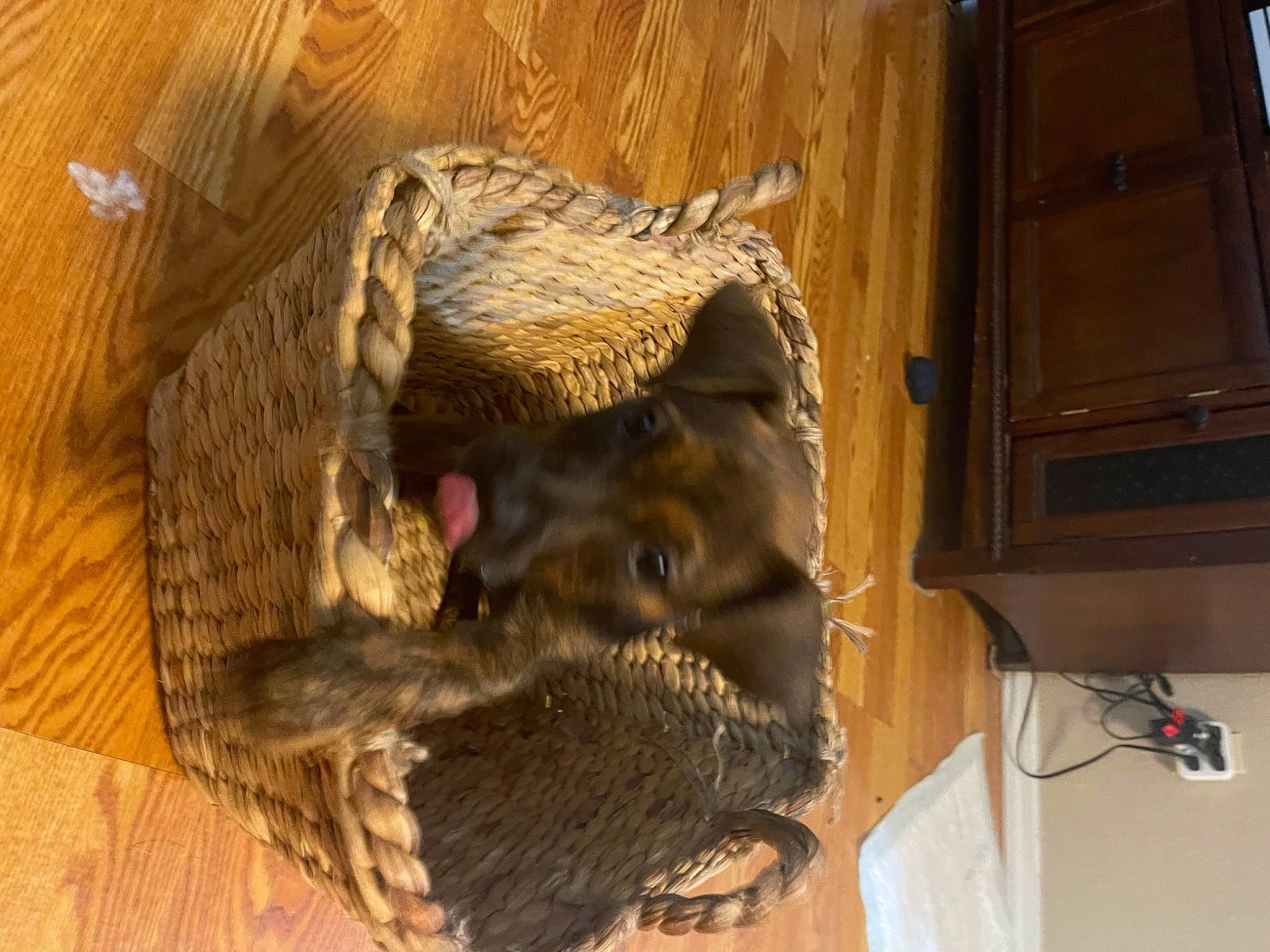 Aurora joined the competition — help win amazing prizes! big_cats, carnivore, claw, fang, fawn, felidae, fur, hardwood, headgear, jaw, scaled_reptile, small_to_medium_sized_cats, snout, tail, terrestrial_animal, tourist_attraction, toy, whiskers, wildlife, wood