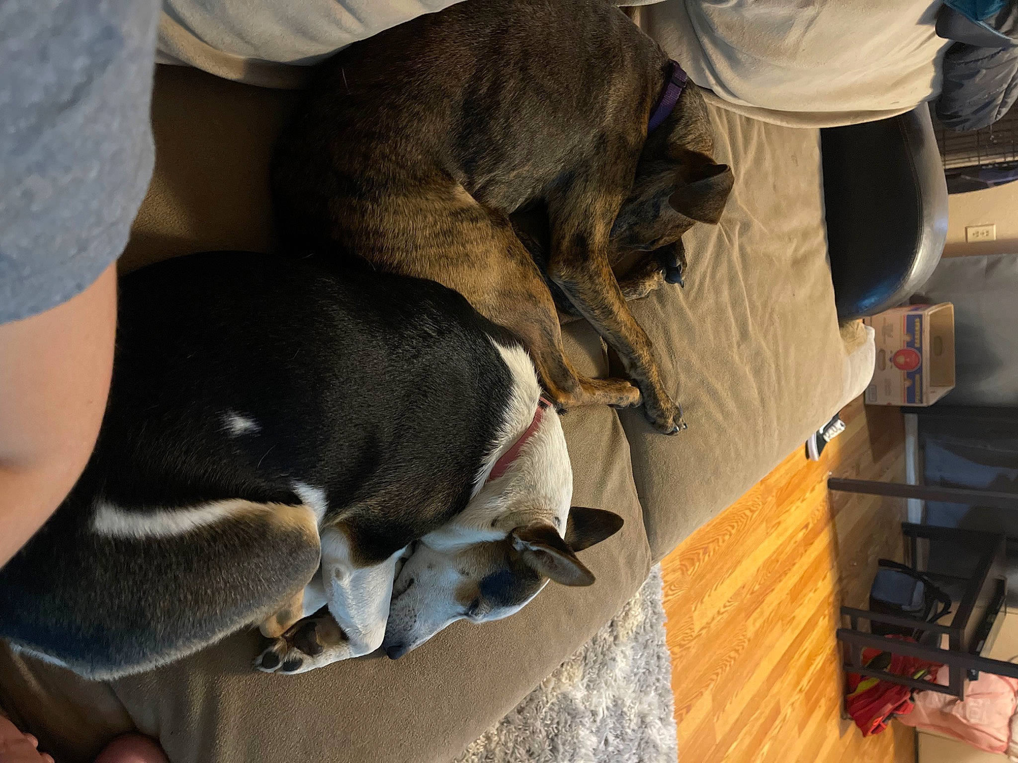 Aurora joined the competition — help win amazing prizes! canidae, carnivore, comfort, companion_dog, dog, dog_breed, fawn, flooring, fur, guard_dog, hardwood, hound, scent_hound, sporting_group, tail, wood, working_animal, working_dog