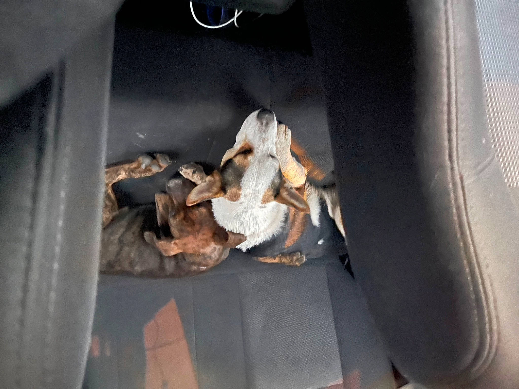 Aurora is registered to the contest to win money with this photo: art, auto_part, automotive_design, automotive_exterior, event, family_car, luxury_vehicle, motor_vehicle, personal_luxury_car, sitting, toy, vehicle_door, waste, wood