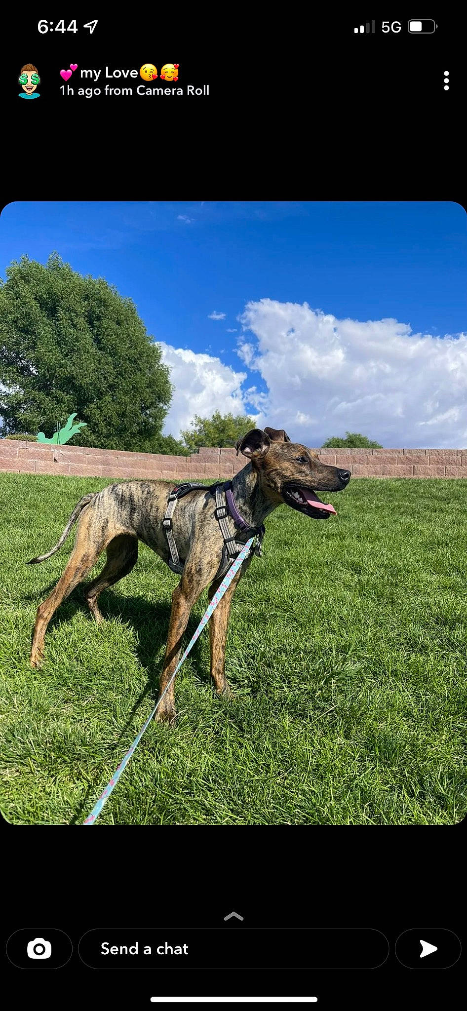 Aurora is registered to the contest to win money with this photo: canidae, carnivore, cloud, collar, dog, dog_breed, fawn, grass, grassland, magyar_agar, plant, rampur_greyhound, sighthound, sky, snout, sporting_group, tail, terrestrial_animal, tree, working_animal