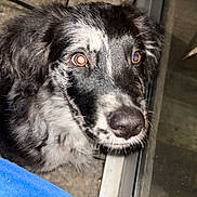 Zeus a rejoint le concours — aidez-le/la à gagner de superbes lots ! dog, black_and_white, speckled_coat, curious, looking_up, glass_door, stone_floor, indoors, pet, canine, fur, close_up, animal, companion, curiosity, portrait, domestic, young_dog, spotting, whiskers