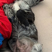 Zeus participe au concours pour gagner de l'argent avec cette photo : animal, bed, blanket, canine, cozy, cute, dog, domestic_animal, floor, fur, indoor, lying_down, mammal, paws, pet, red, relaxed, resting, sleepy, spotted
