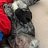 animal, bed, blanket, canine, cozy, cute, dog, domestic_animal, floor, fur, indoor, lying_down, mammal, paws, pet, red, relaxed, resting, sleepy, spotted