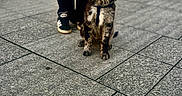 Zeus participe au concours pour gagner de l'argent avec cette photo : animal, black_and_white, casual, companion, daylight, dog, footwear, fur, leash, legs, outdoor, pavement, pavement_tiles, person, pet, shoes, sitting, street, urban, walking