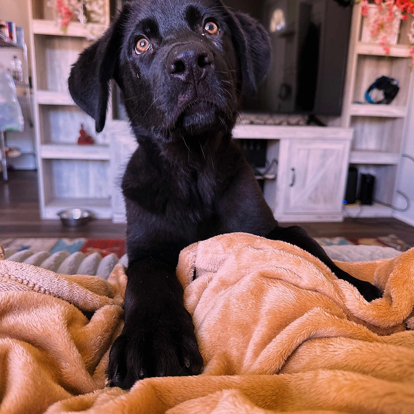 Kodiak is registered to the contest to win money with this photo: animal, architecture, blanket, canine, couch, dog, electronics, furniture, homedecor, hound, labradorretriever, linen, pet, plant, puppy, quilt, shelf, speaker, terrier, wood