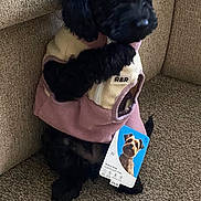 Maggie joined the competition — help win amazing prizes! dog, black_dog, fleece_jacket, pet_clothing, carpet, couch, indoor, small_dog, tag, pet, animal, paw, cute, sitting, cozy, furniture, relaxed, home, corner, furry