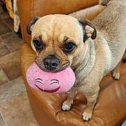 Sophie joined the competition — help win amazing prizes! dog, small_dog, toy, plush_toy, pink, smiling_face, leather_couch, indoor, floor_tiles, pet, animal, cute, playful, brown_dog, standing, ears, tail, eyes, nose, mouth