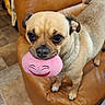 dog, small_dog, toy, plush_toy, pink, smiling_face, leather_couch, indoor, floor_tiles, pet, animal, cute, playful, brown_dog, standing, ears, tail, eyes, nose, mouth