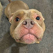 Rocco is registered to the contest to win money with this photo: animal, brown_fur, canine, carpet, close_up, curious, cute, dog, ears, expression, face, fur, indoor, looking_up, mammal, nose, pet, portrait, snout, whiskers