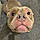 Rocco