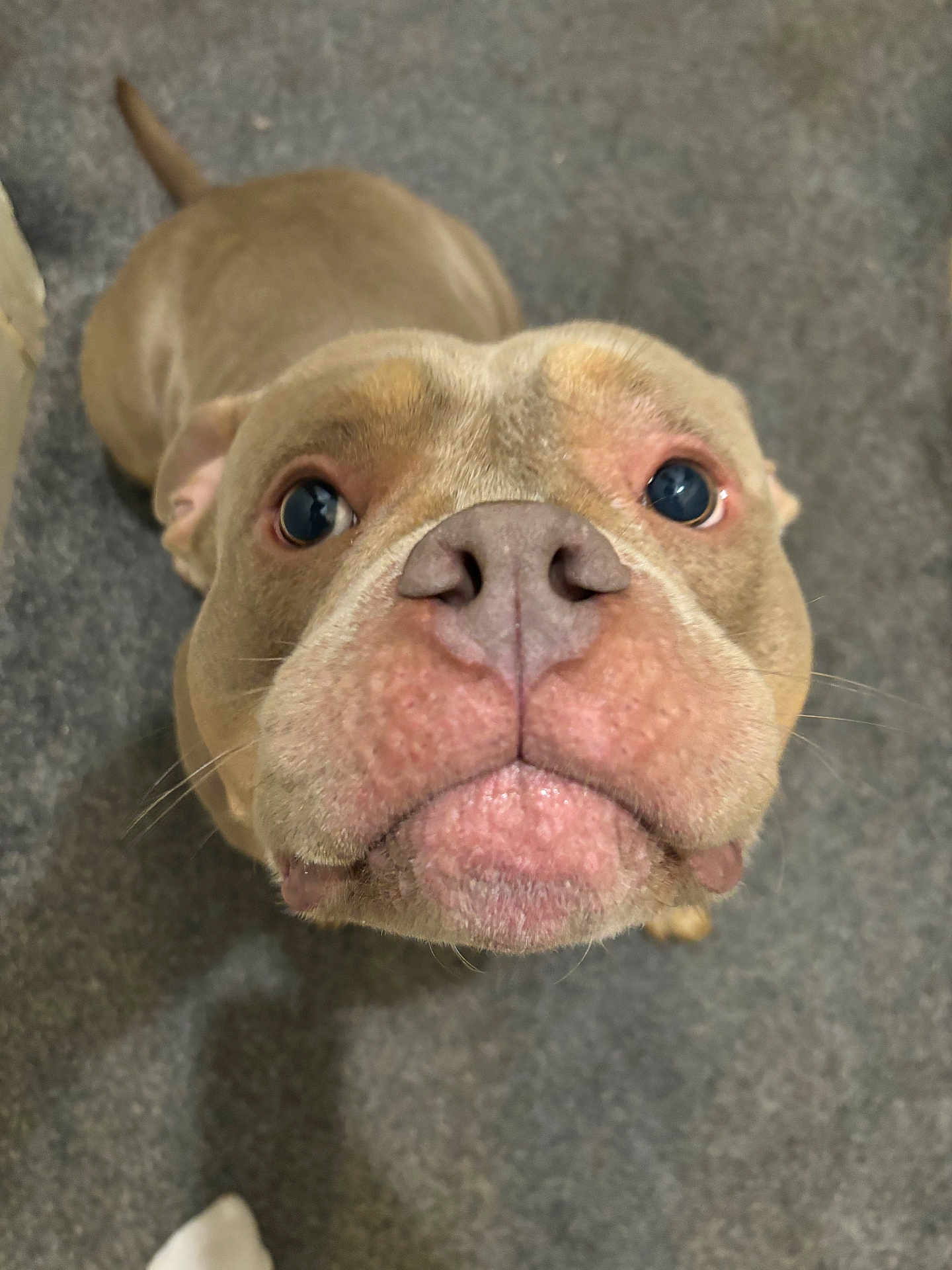 Rocco