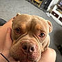 Rocco is registered to the contest to win money with this photo: animal, brown_fur, carpet, close_up, companion, cozy, cute, dog, eyes, face, fireplace, friendly, hand, indoor, living_room, person, pet, portrait, relaxed, snout