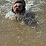 active, animal, brown, canine, daylight, dog, energetic, fun, happy, harness, movement, nature, outdoor, pet, playful, river, splash, summer, water, wet