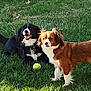 dog, dogs, grass, outdoor, pet, animal, black_dog, brown_dog, tennis_ball, playful, canine, fur, cute, two_animals, nature, happy, companions, park, daytime, friendly