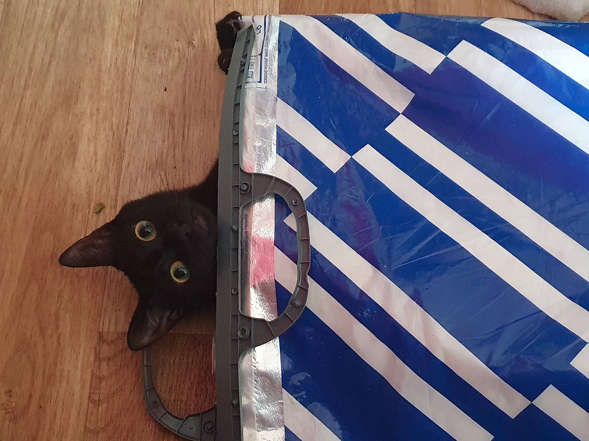 Xena Tigrou Et Filou participe au concours pour gagner de l'argent avec cette photo : black_cat, bombay, carnivore, cat, domestic_short_haired_cat, electric_blue, felidae, flag, flag_day_usa, flag_of_the_united_states, hardwood, pattern, rectangle, small_to_medium_sized_cats, tail, tints_and_shades, varnish, window, wood, wood_stain