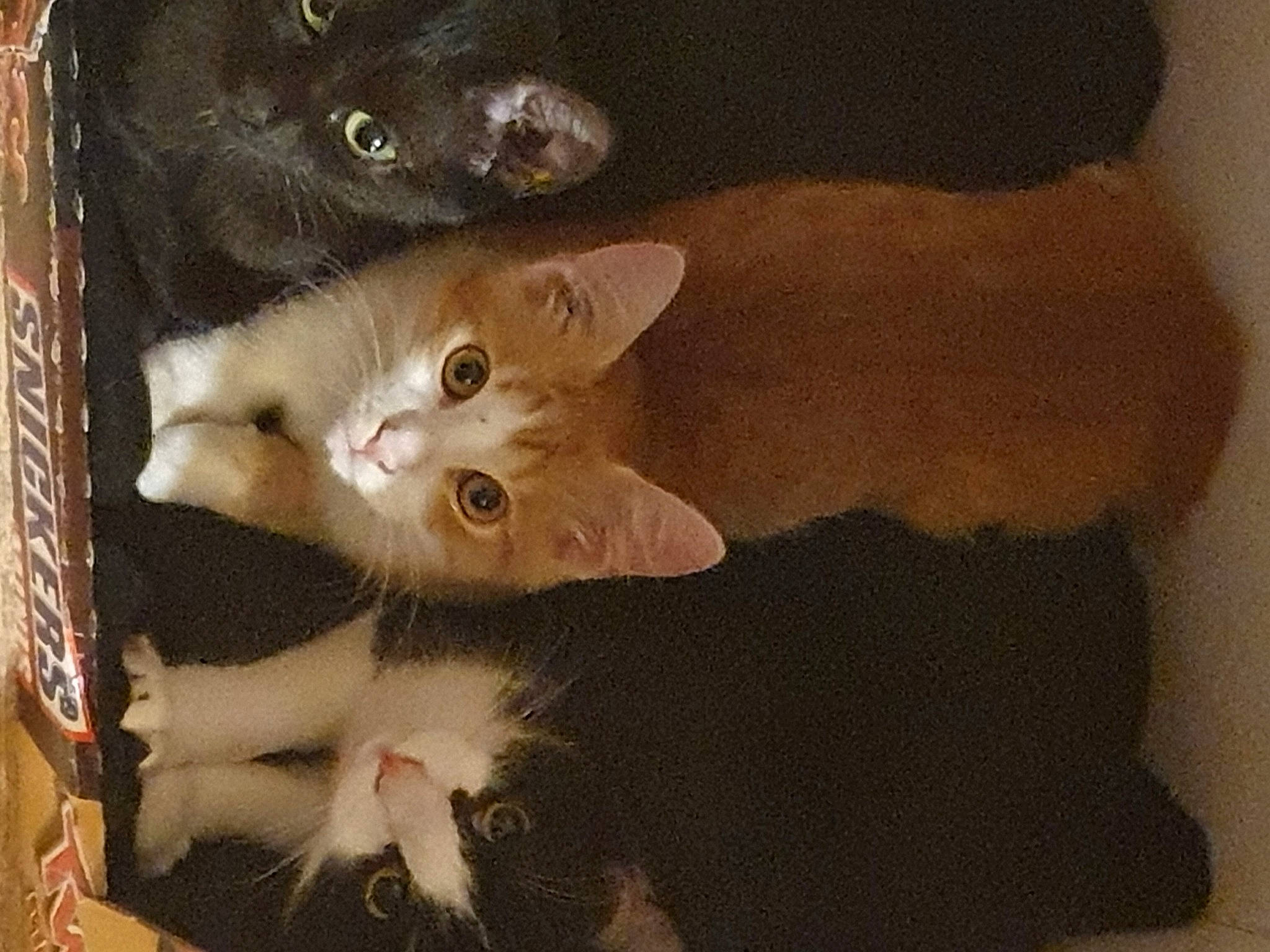 Xena Tigrou Et Filou a rejoint le concours — aidez-le/la à gagner de superbes lots ! art, carnivore, cat, claw, domestic_short_haired_cat, ear, fawn, felidae, fur, paint, painting, paw, photo_caption, small_to_medium_sized_cats, tail, visual_arts, whiskers