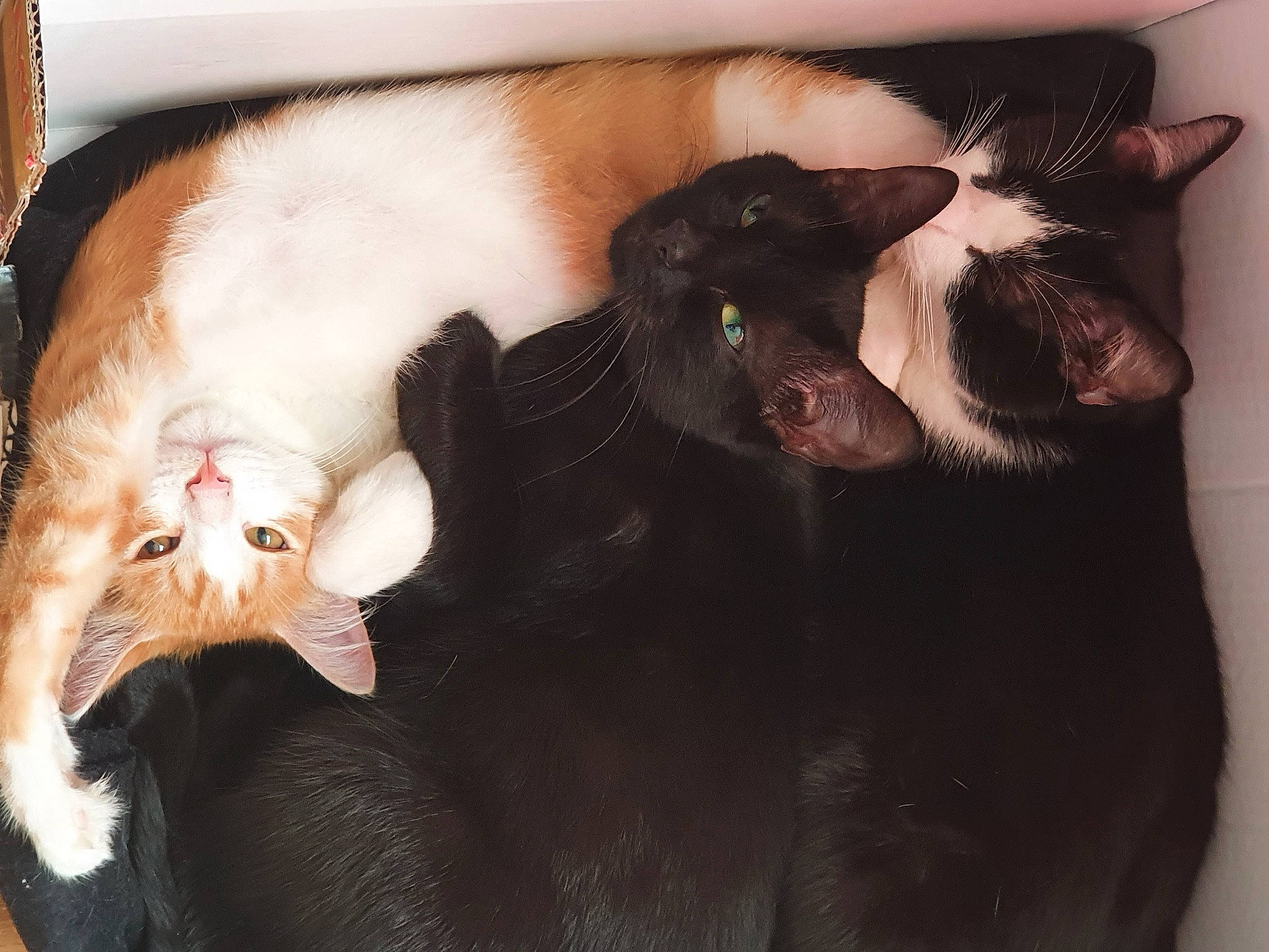 Xena Tigrou Et Filou a rejoint le concours — aidez-le/la à gagner de superbes lots ! carnivore, cat, claw, comfort, domestic_short_haired_cat, ear, fang, felidae, fur, gesture, paw, small_to_medium_sized_cats, snout, tail, whiskers