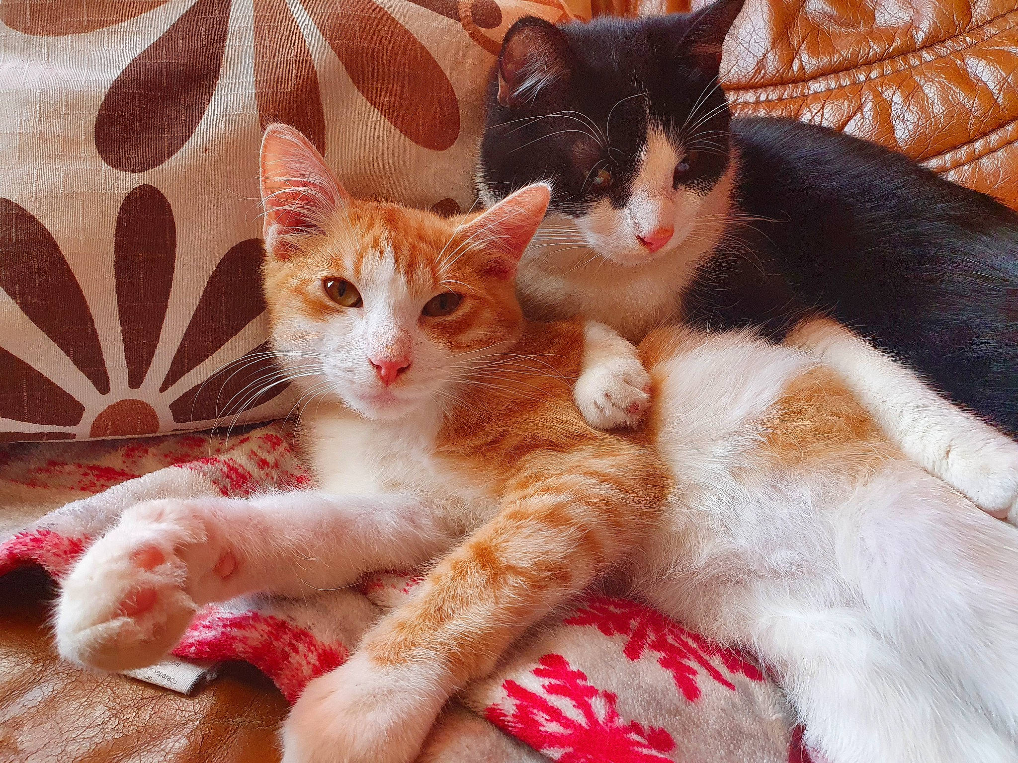 Xena Tigrou Et Filou a rejoint le concours — aidez-le/la à gagner de superbes lots ! carnivore, cat, claw, comfort, domestic_short_haired_cat, fawn, felidae, foot, fur, leg, nap, paw, sitting, small_to_medium_sized_cats, snout, tail, tree, whiskers