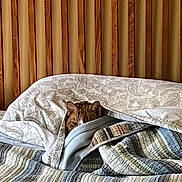 Zeke is registered to the contest to win money with this photo: animal, bed, blanket, cat, comfort, cozy, cute, ears, fur, furniture, home, indoor, patterned, peek, pet, quilt, resting, sleepy, striped, wood