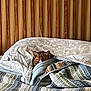 animal, bed, blanket, cat, comfort, cozy, cute, ears, fur, furniture, home, indoor, patterned, peek, pet, quilt, resting, sleepy, striped, wood
