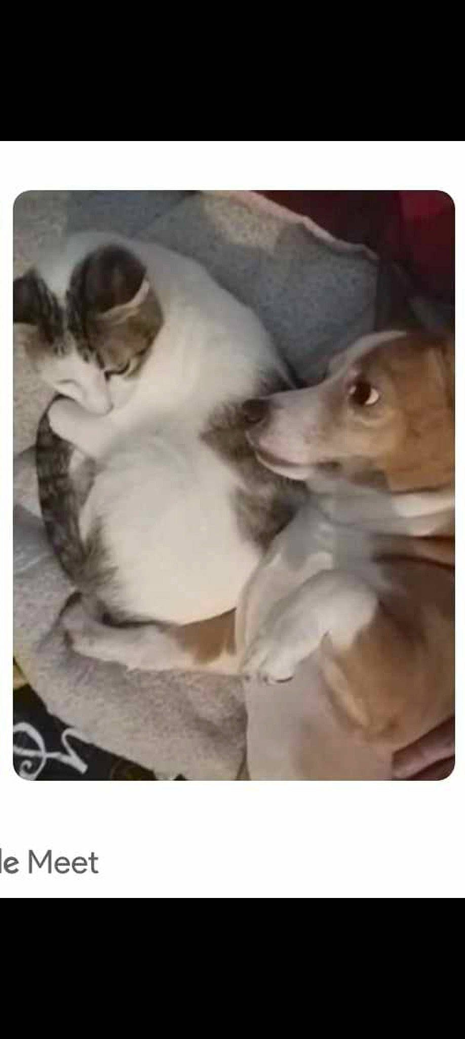 Holly is registered to the contest to win money with this photo: art, beauty, carnivore, comfort, companion_dog, dog, dog_breed, fur, paw, photo_caption, photograph, photography, rectangle, snapshot, sporting_group, stock_photography, whiskers, working_animal